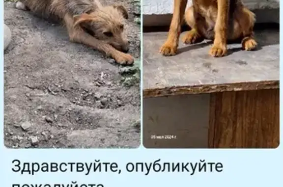 Пропала собака на Днепровской, Крым