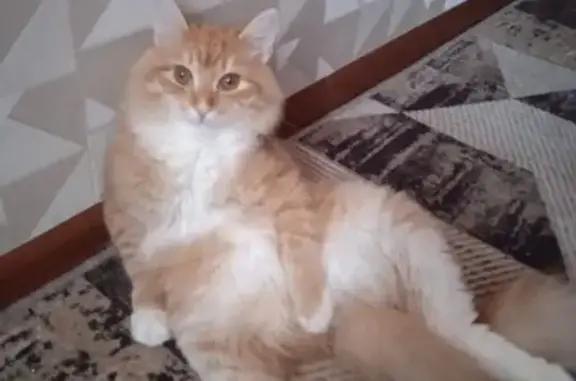 Кошки потеряшки, Манжерокское, фото: Потеряшка кот, Новоуральская ул. 15/3, Новосибирск