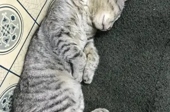 Кошки потеряшки, Муром, фото: Потеряшка кот, Светлая ул., 23, Вербовский