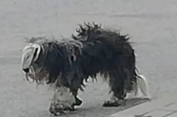 Пропала собака в Большом Савино, Пермь