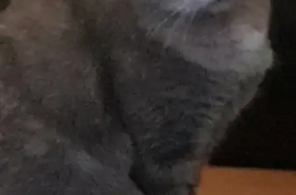 Кошки потеряшки, Южный, фото: Потеряшка кошка, ул. Куйбышева, 11, Южный