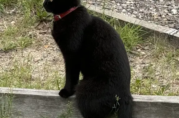 Пропала черная кошка, Балашиха, Абрамцево