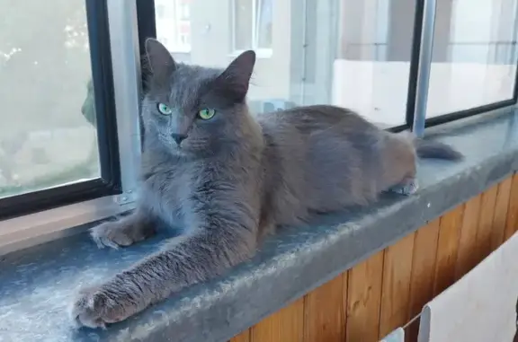 Найдена кошка, Липецк, фото: Найдена кошка на ул. Леонтия Кривенкова