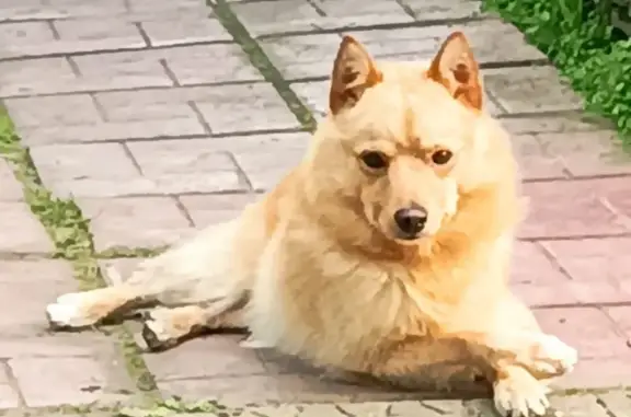 Пропала собака, ЦКАД, Московская область