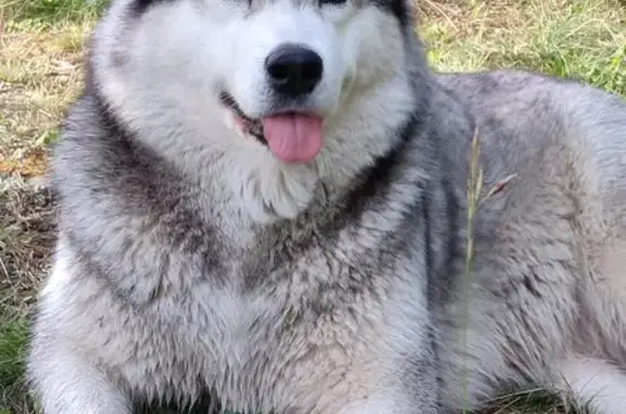 Найдена собака, Большая речка (иркутский), фото: Найдена хаски, 3 года, ул. Труда, Большая Речка