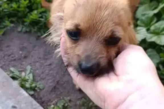 Найдена собака, Крестниково, фото: Найдена собака, Центральная ул. 82, Крестниково