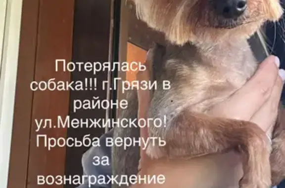 Пропала собака на Менжинского, 21, Грязи
