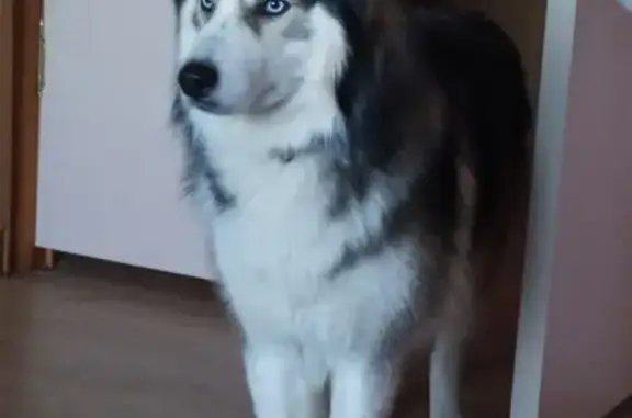 Собаки потеряшки, , фото: Потеряшка хаски в д. Быльники, ул. Строителей, 11