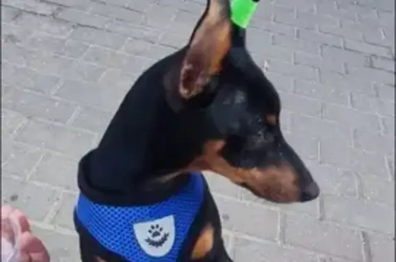 Пропала собака в Нахабино, Институтская ул.