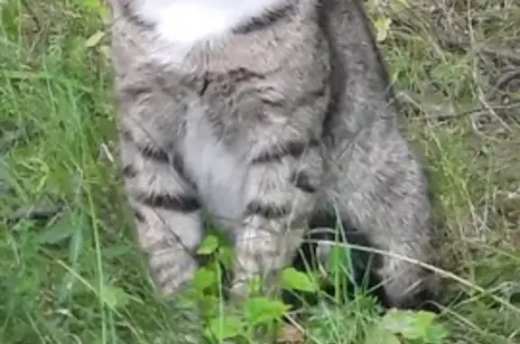 Найден кот, ул. Ивана Сусанина, 8, Москва