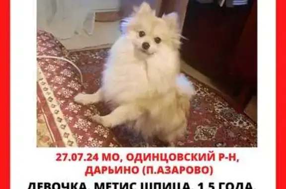 Пропала собака, Московская область, детали на фото