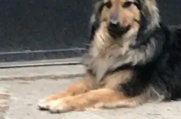 Собаки потеряшки, Ушаковское, фото: Потеряшка собака, Байкальский тракт 20 км