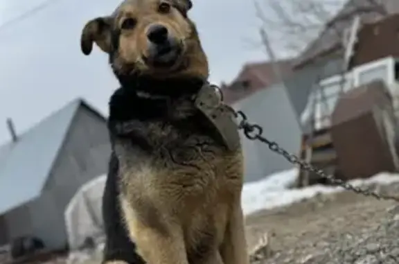 Пропала собака на Угорской улице, Тюмень