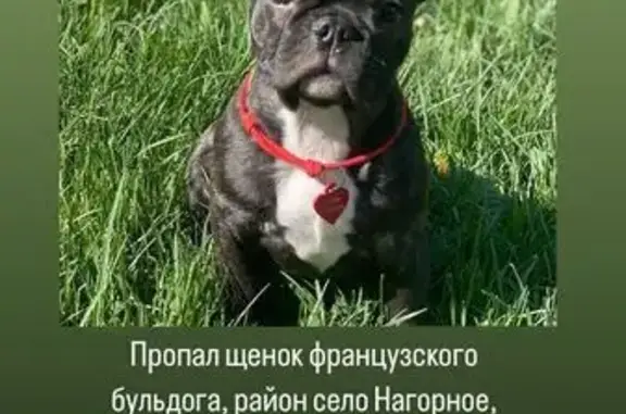 Пропала собака, Молодёжная 18, Воронеж-2