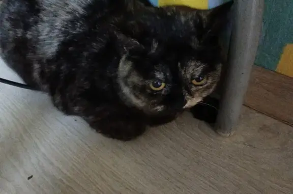 Найдена кошка, Кузьминское, фото: Кошка найдена, 61К-087, Кузьминское