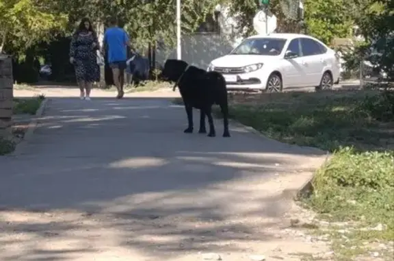 Найдена собака на ул. Добролюбова, Ахтубинск