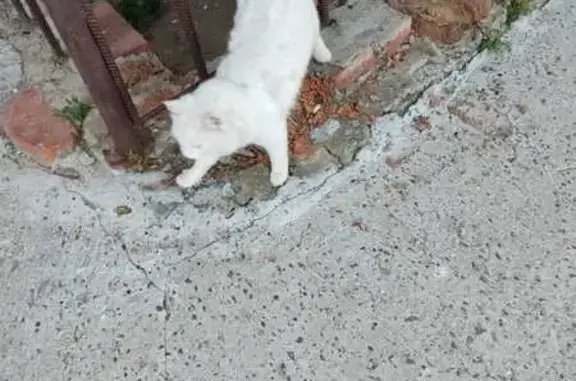 Найдена кошка, Краснополянское, фото: Найдена кошка: Радужная ул., 1А, Краснополянское