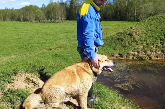 Пропала собака в Глухово, Тверская область