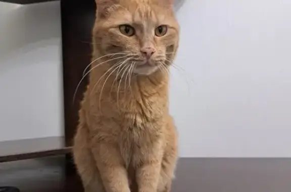 Кошки потеряшки, Красноярск, фото: Потеряшка кошка на Судостроительной, 141