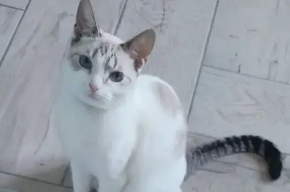 Пропала кошка, Сосно, Псковская обл. - photo