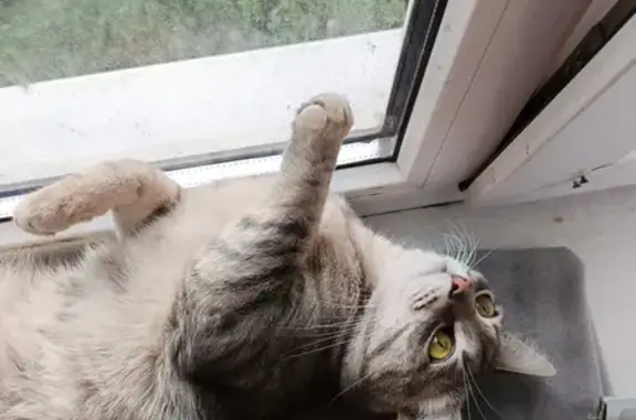 Кошки потеряшки, Санкт-Петербург, фото: Потеряшка кот, ул. Маршала Захарова, 12 к2, СПб