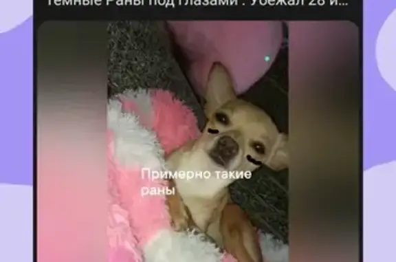 Пропала собака Гера, Волгоград, Волгоградская обл.