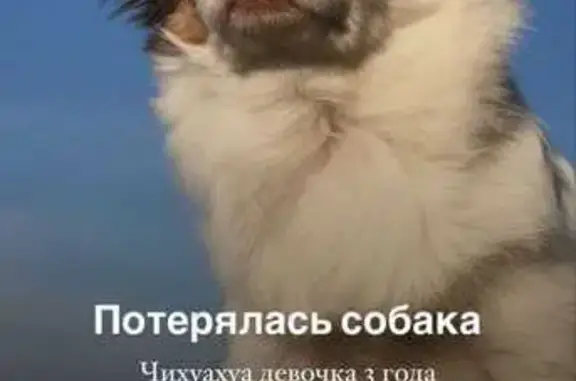 Пропала собака, Хабаровск, ул. Ухтомского, 40