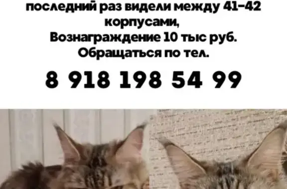 Пропала кошка, Харьковская 127, Краснодар