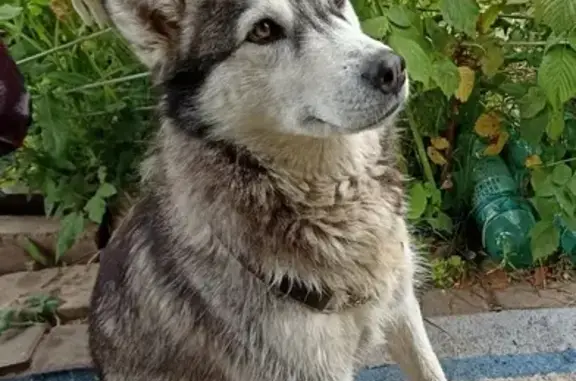 Найдена собака, Московская область