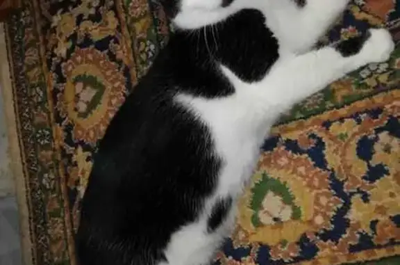 Потерянные животные Камышин, фото: Пропала кошка, ул. Нахимова, Камышин