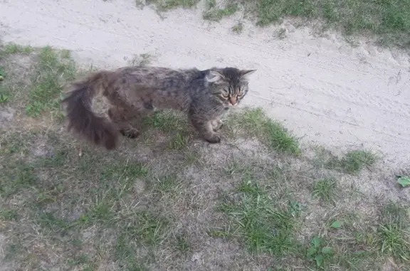 Кот найден в СНТ Филипцево, д. Архипиха, 27.07.24