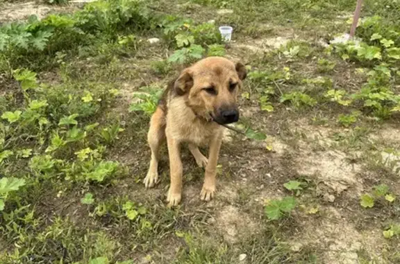 Найдена собака на ул. Звездная, Курковицы