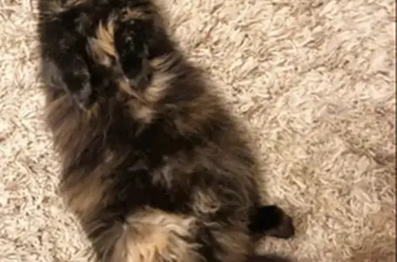 Кошки потеряшки, Богородский городской округ, фото: Потеряшка кошка, Отрадное, 28 июня