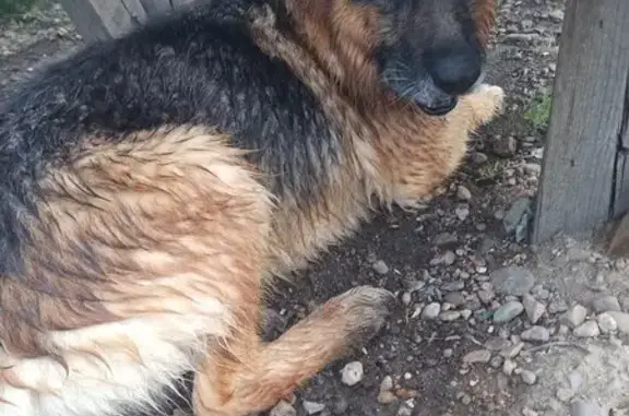 Найдена собака, Чита, фото: Найдена немецкая овчарка, Чита, Забайкалье