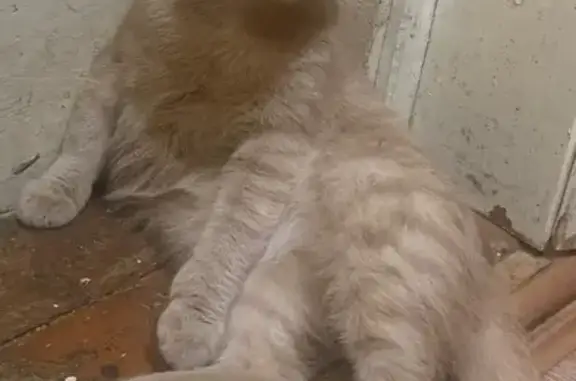 Пропала кошка Саша, ул. Юматова, 39, Киржач