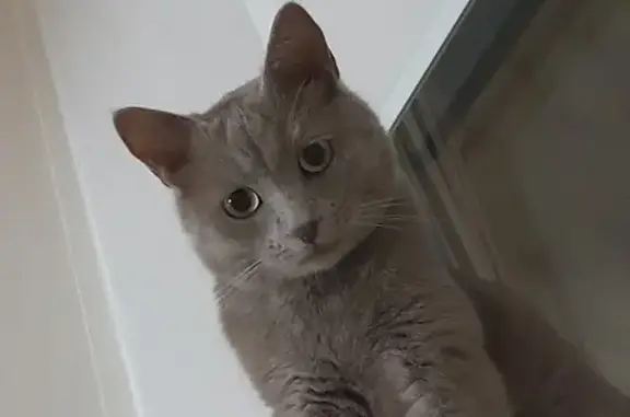 Кошки потеряшки, Таганрог, фото: Потеряшка кошка, ул. Сергея Шило, 257