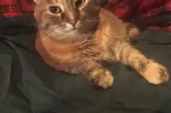 Кошки потеряшки, Санкт-Петербург, фото: Потеряшка кошка, Софийская ул., 51, СПб