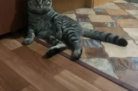 Кошки потеряшки, Уфа, фото: Потеряшка кот, Большая Заливная ул., Уфа