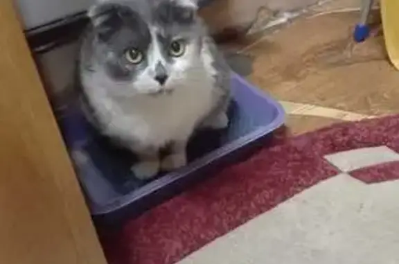 Потерянные животные Тамбов, фото: Пропала кошка, Орловская ул., 17, Тамбов