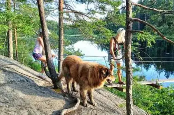 Найдена собака, Хийтольское, фото: Найдена собака на озере Ястребинное, Карелия