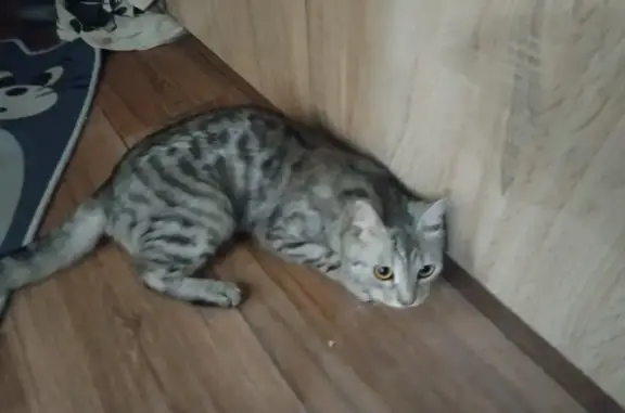 Потерянные животные Разумное, фото: Пропала кошка, ул. Бельгина, 2А, Разумное