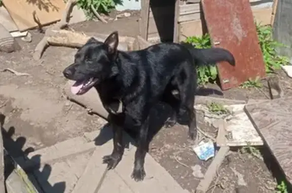 Пропала собака на Сибирской улице, Томск