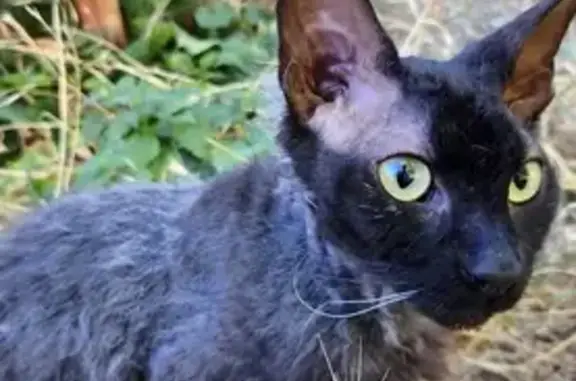 Найдена кошка, , фото: Найдена кошка, Училищная ул., 39