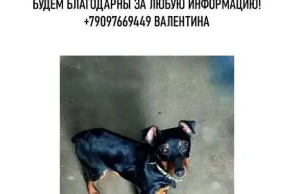 Пропала собака на Красноармейской, 43