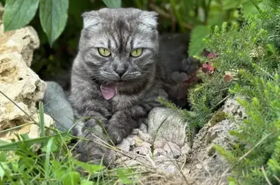 Пропала кошка, ул. Спартака, Тверь