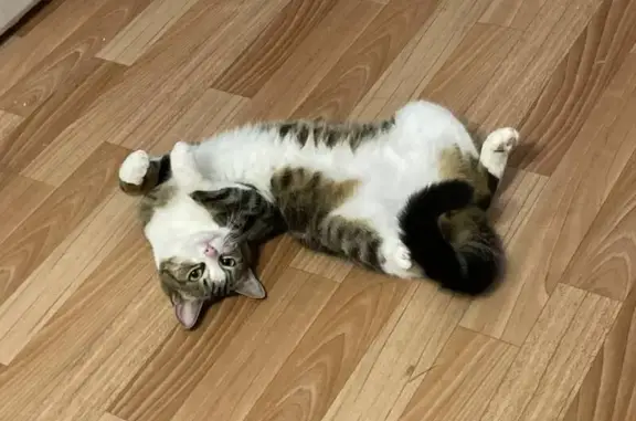 Кошки потеряшки, , фото: Потеряшка кошка, ул. Меркурьева, 12, Остров