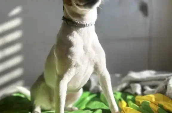 Собаки потеряшки, , фото: Потеряшка собака, Урицкого 6, Людиново