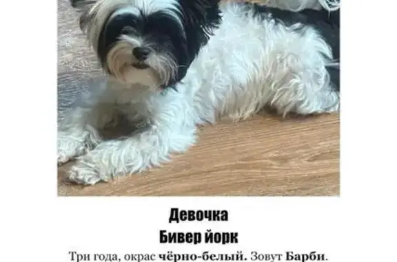 Пропала собака, 2-я Белогорская ул., 6