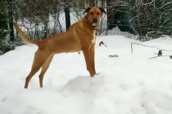 Пропала рыжая собака, Московская область