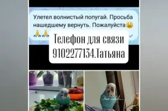 Объявления о пропавших и найденных животных, Валуйки, фото: Пропал попугай, Валуйки, ул. Володарского
